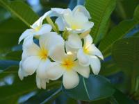 Weiße Frangipaniblüten - La Digue